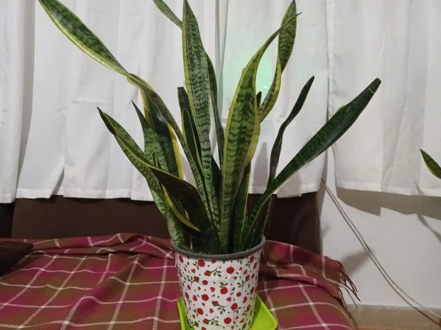 گلهای آپارتمانی و کاکتوس|گل و گیاه طبیعی|تالش, طولارود|دیوار