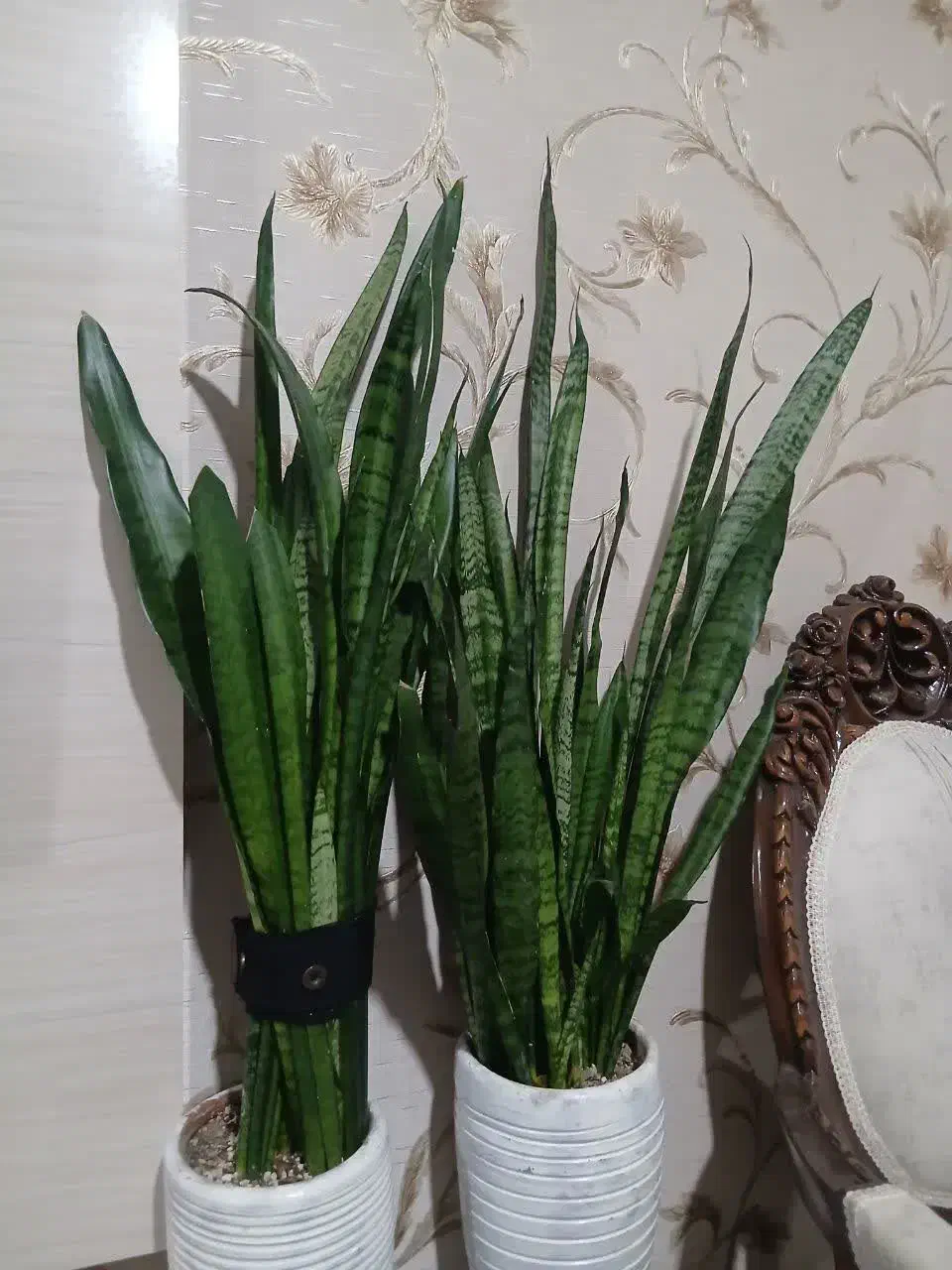 گل سانسوریا|گل و گیاه طبیعی|مشهد, شهید علی محمدی|دیوار