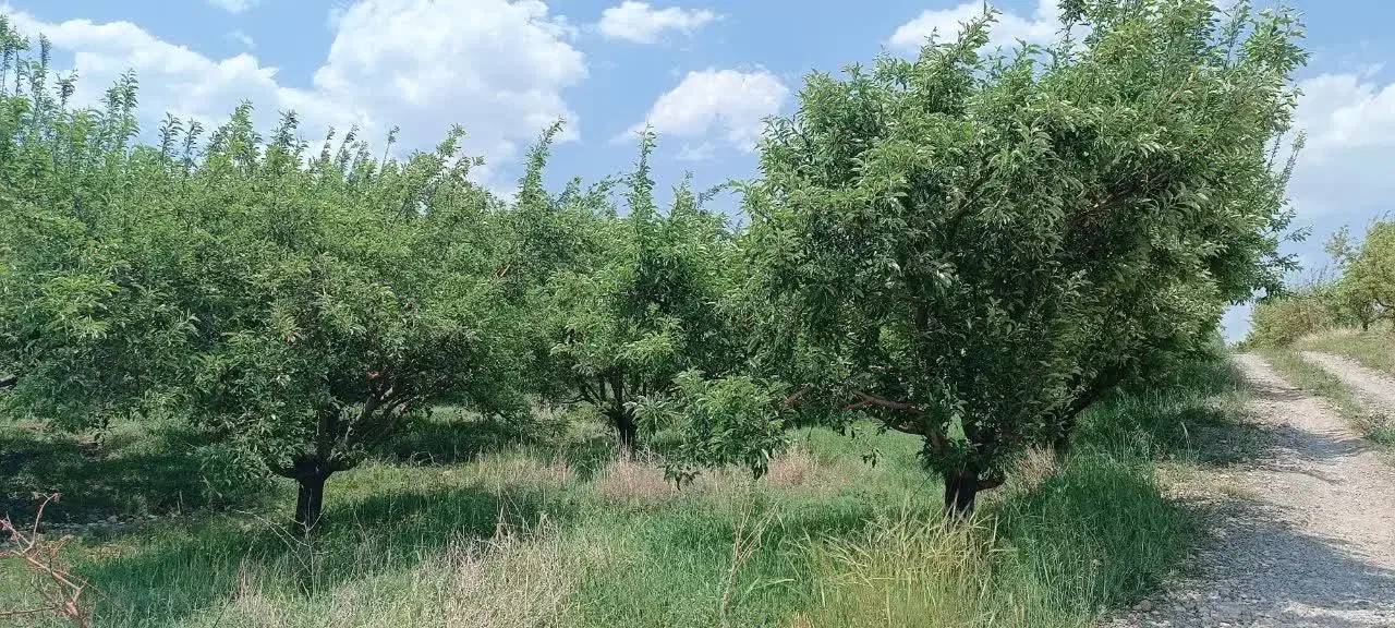 باغ|فروش دفتر صنعتی، کشاورزی، تجاری|بروجرد, |دیوار