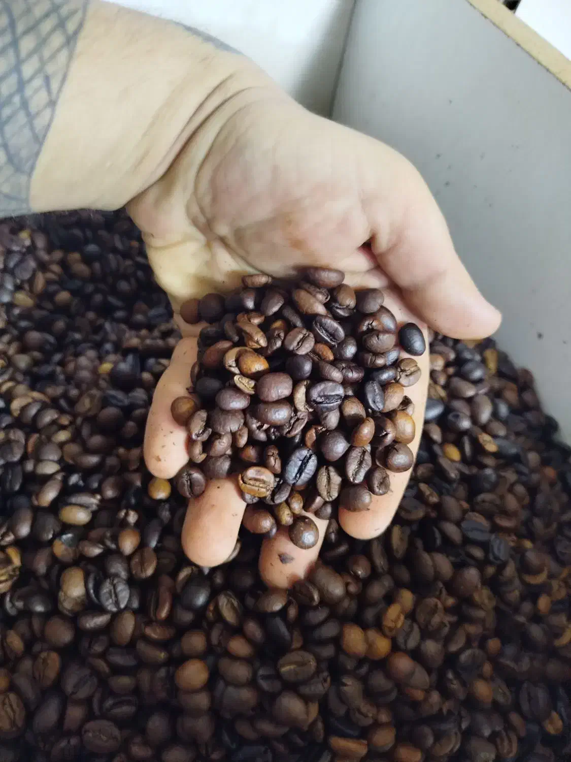 دان قهوه|عمدهفروشی|قرچک, مهدیه|دیوار