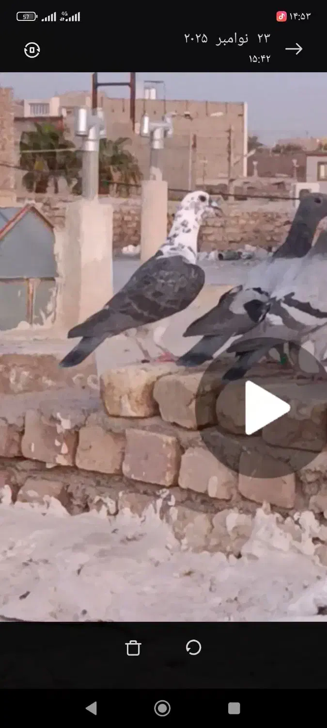 گم شده|حیوانات|زابل, |دیوار