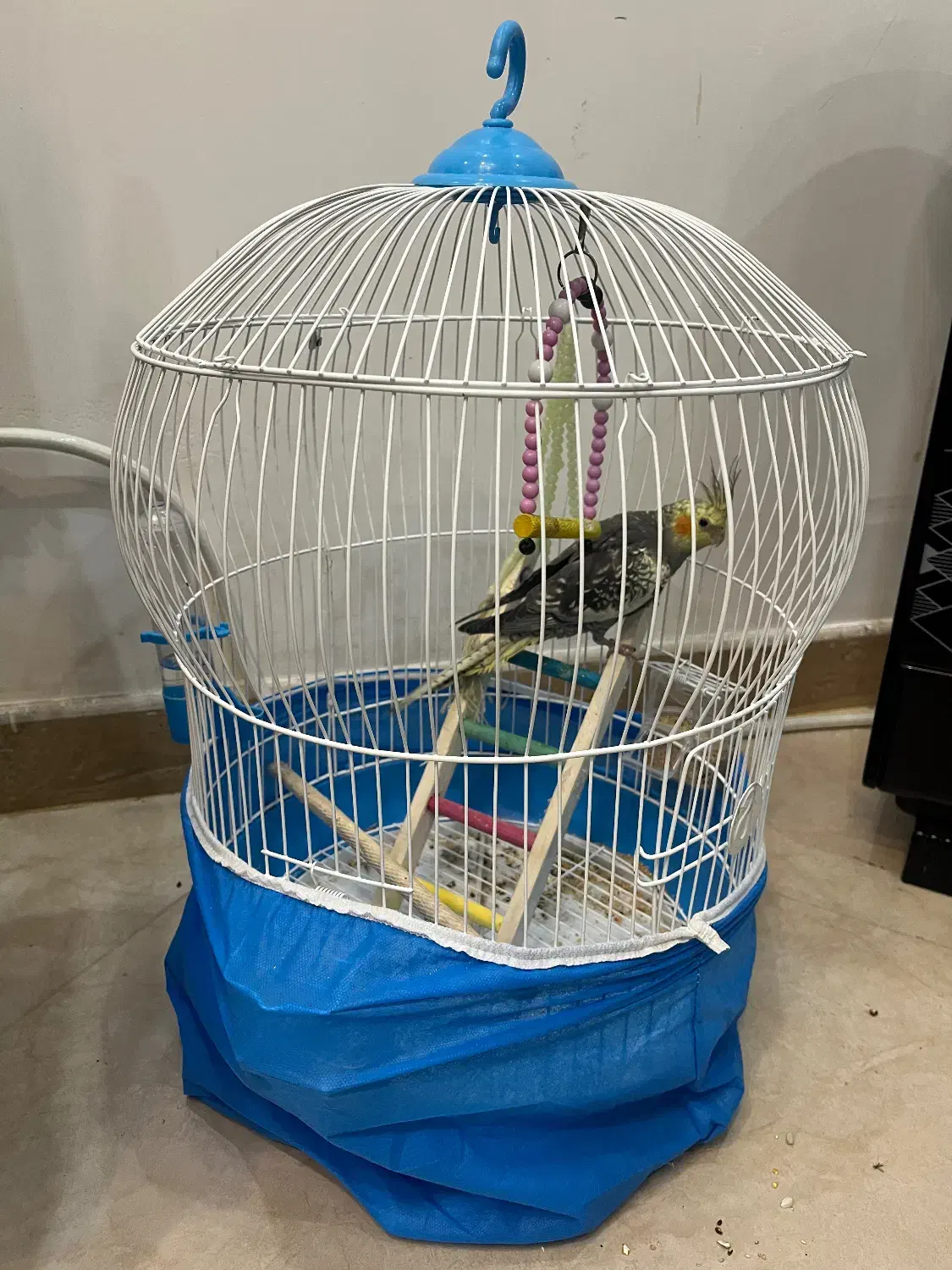 عروس هلندی نر|پرنده|کوچصفهان, |دیوار