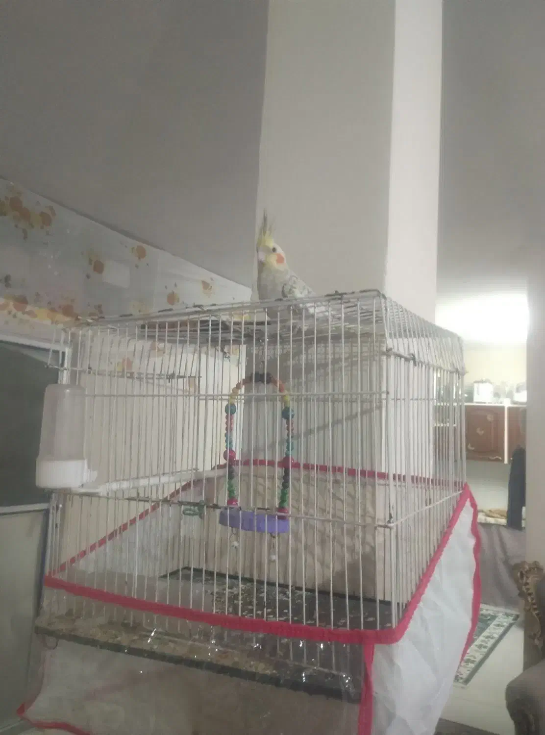 عروس هلندی|پرنده|تربتحیدریه, منظر|دیوار