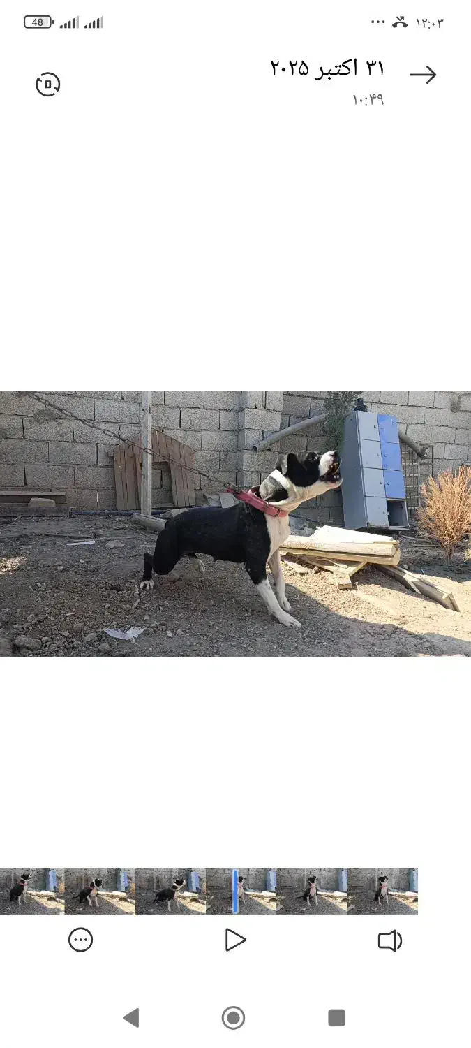 سگ پیتبول|سگ|اصفهان, باغ فردوس|دیوار