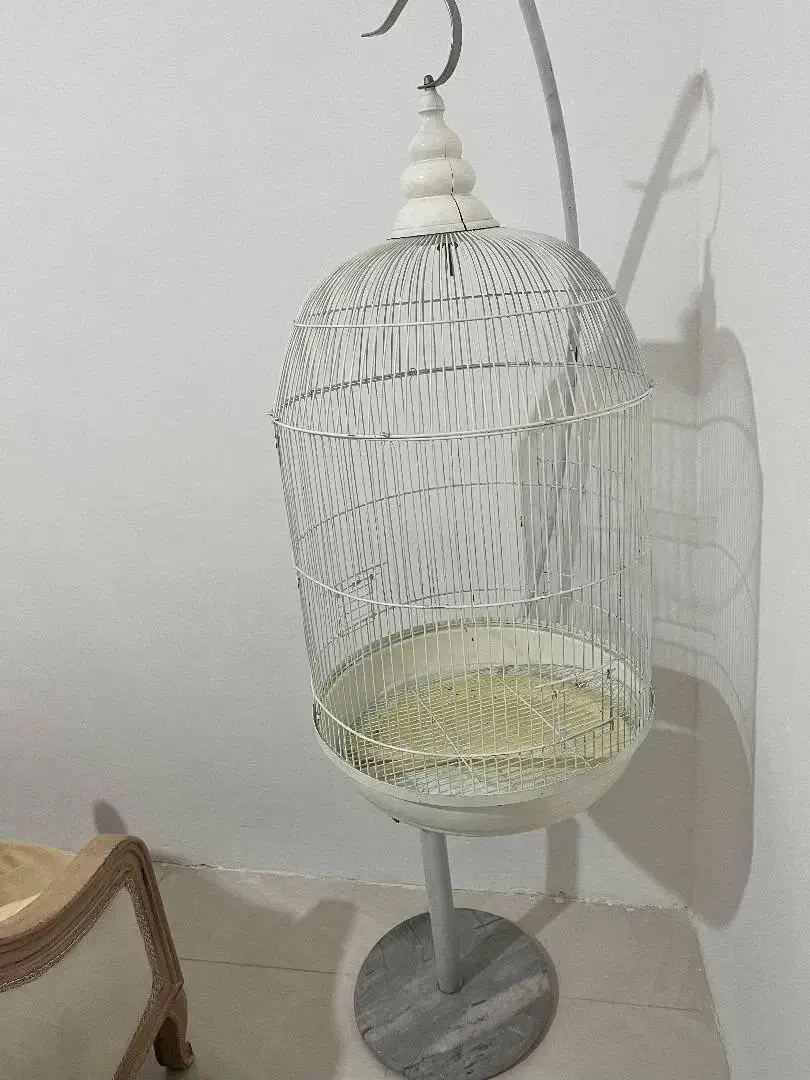 قفس عروس هلندی|لوازم جانبی حیوانات|هشتگرد, شهرک بعثت|دیوار