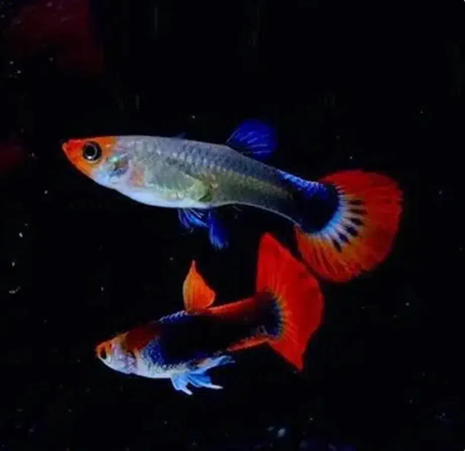 ماهی گوپی کوی توکسیدو زیبا و غذای ماهی زینتی|ماهی|تبریز, |دیوار