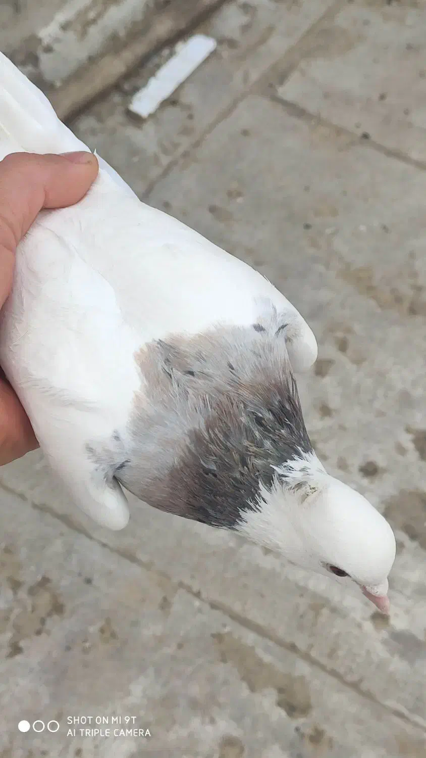 کبوتر|پرنده|مریوان, |دیوار