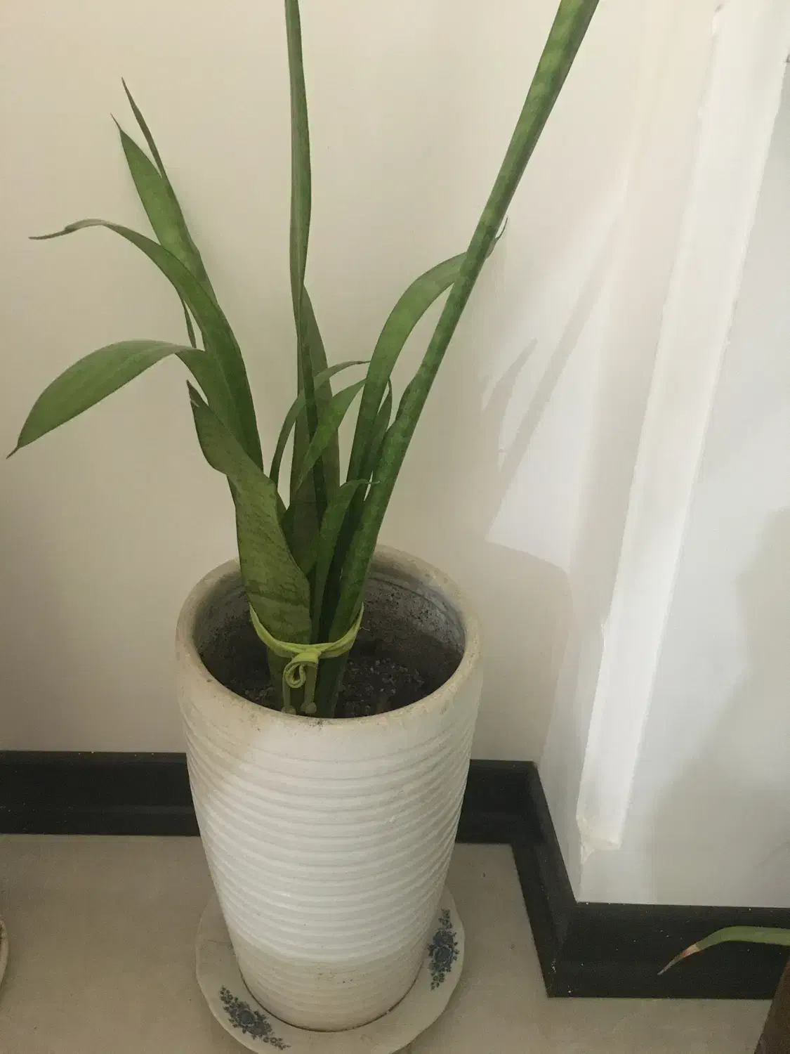 گل و گلدان|گل و گیاه طبیعی|ساری, |دیوار