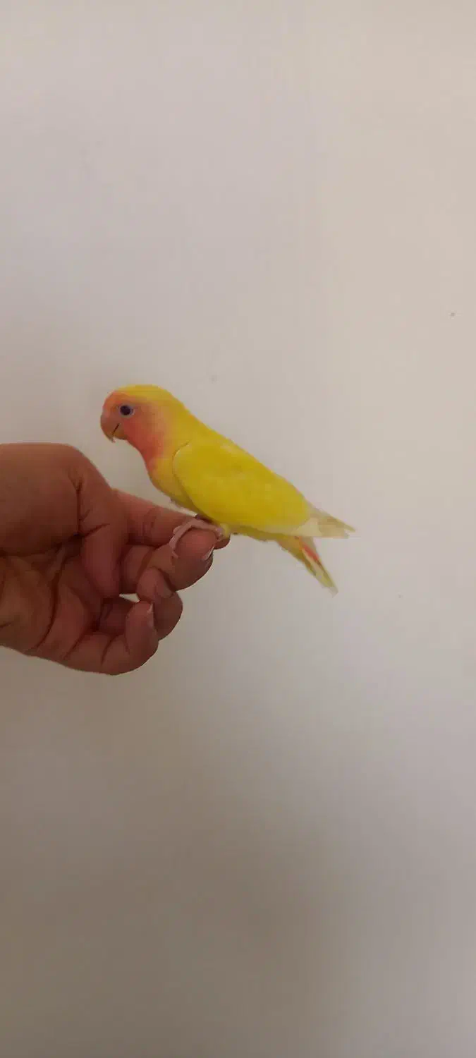 کوتوله زرد و عروس هلندی لوتینو دستی ورام|پرنده|قم, زند آباد|دیوار