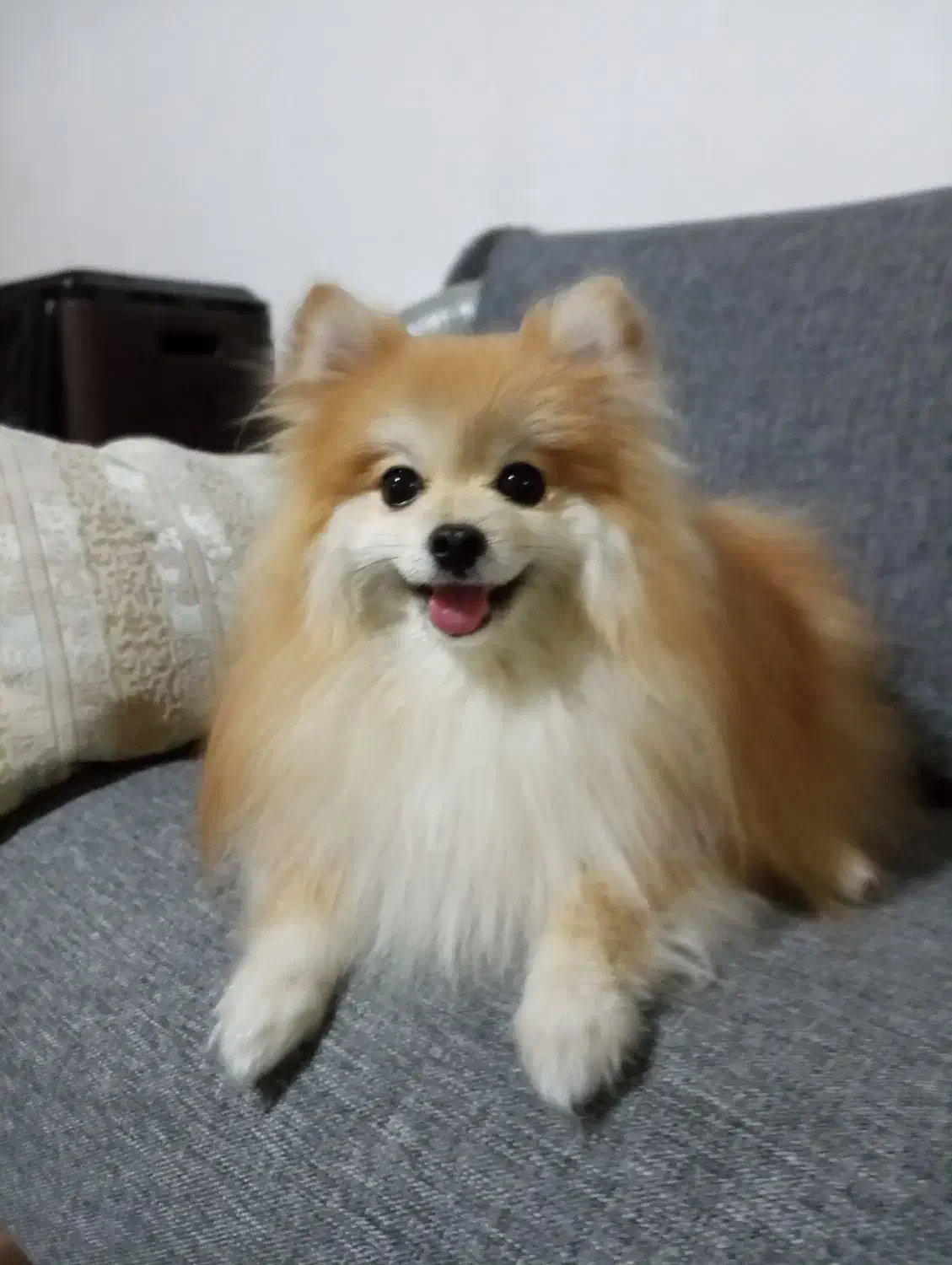 سگ پامرانین|سگ|نورآباد ممسنی, |دیوار