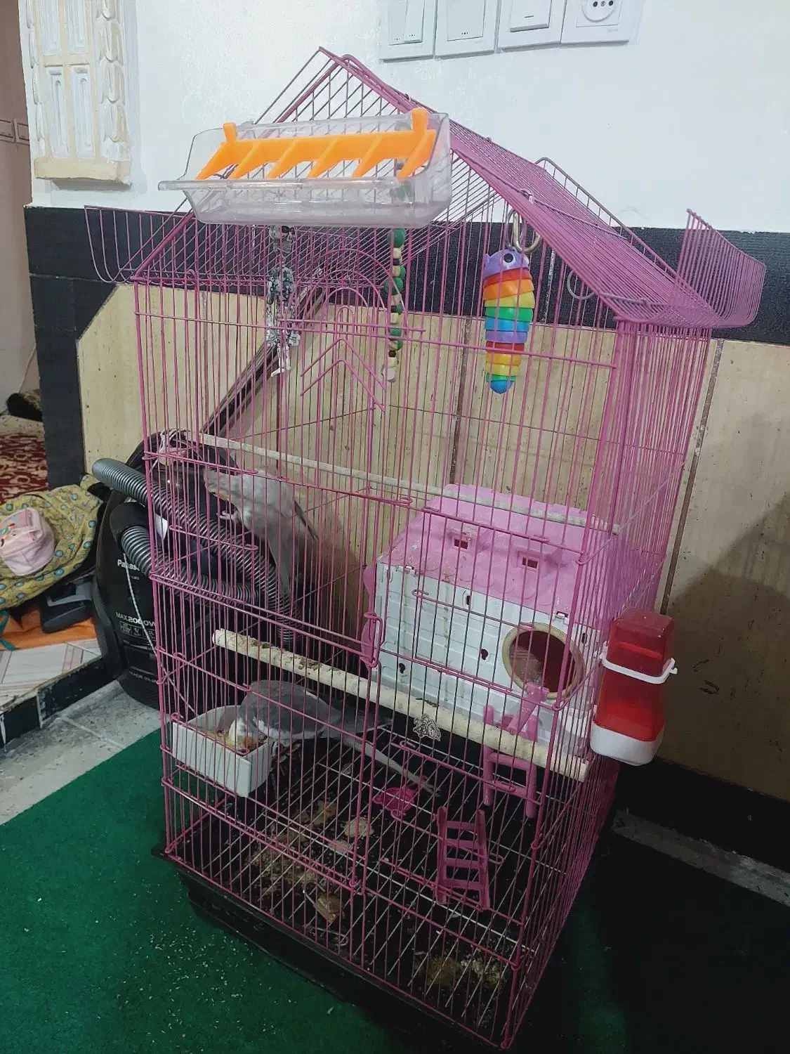 عروس هلندی|پرنده|کوه چنار, |دیوار