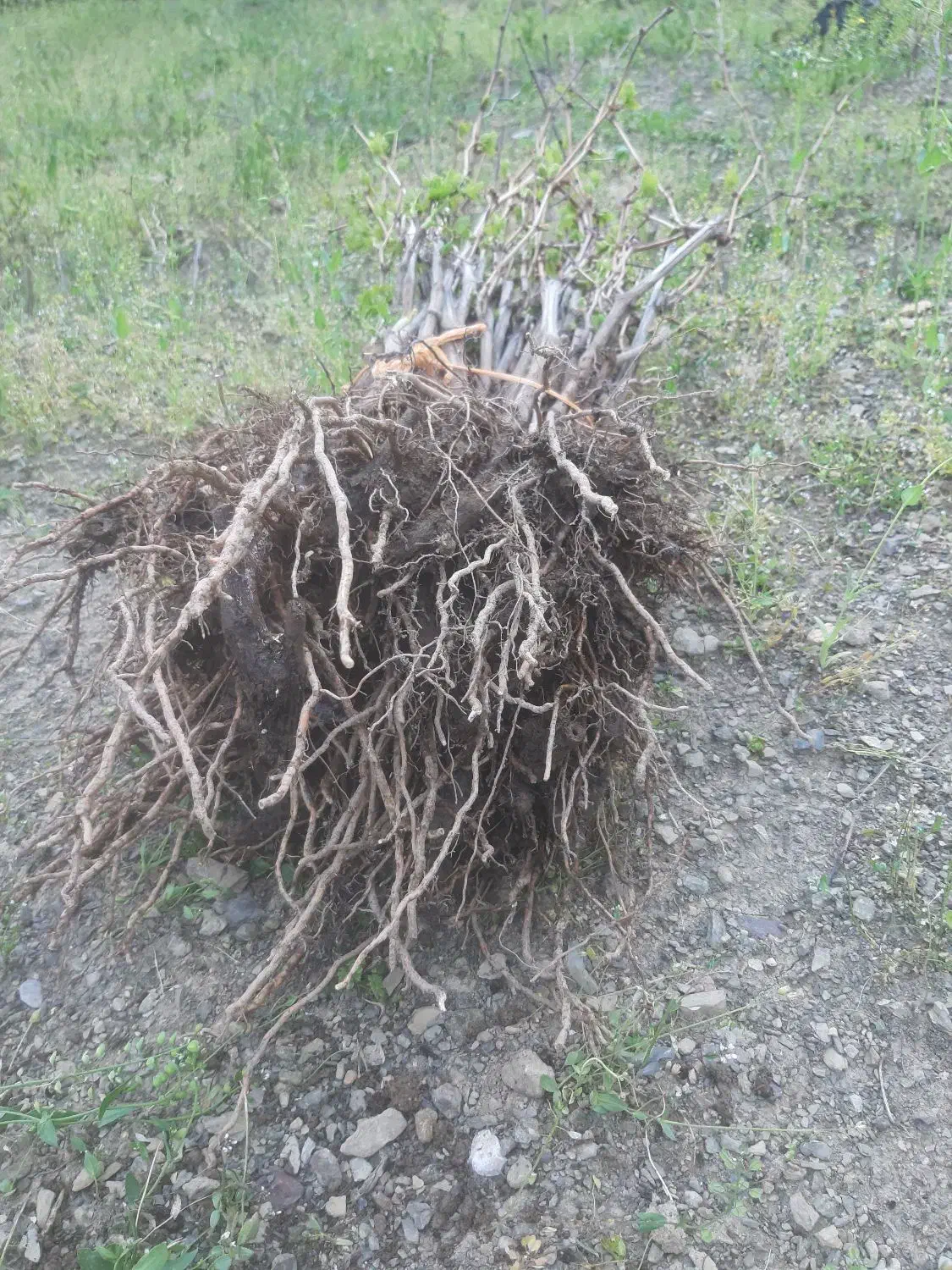 نهال انگور|خدمات باغبانی و درختکاری|موچش, |دیوار