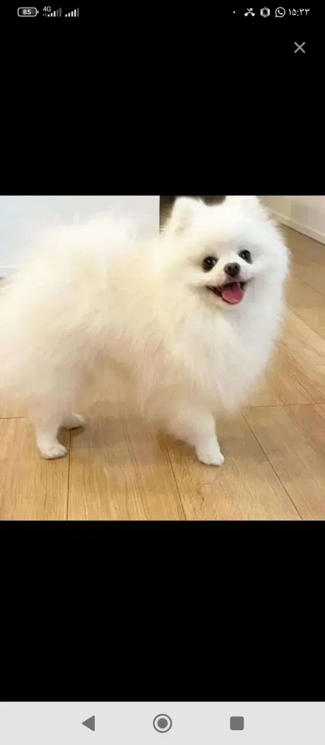 بهترینها اینجاست|سگ|شیراز, اصلاح‌نژاد|دیوار