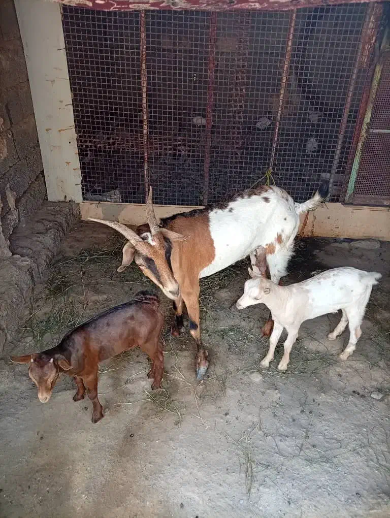 فروش کهره بادو بچه نر|حیوانات مزرعه|میناب, |دیوار