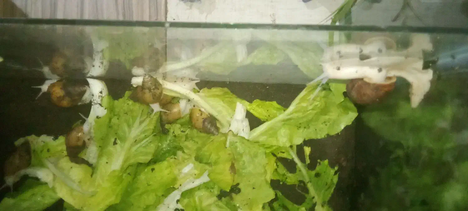 فورش حلزون اچتینا مولد|خزنده|خرمدره, |دیوار