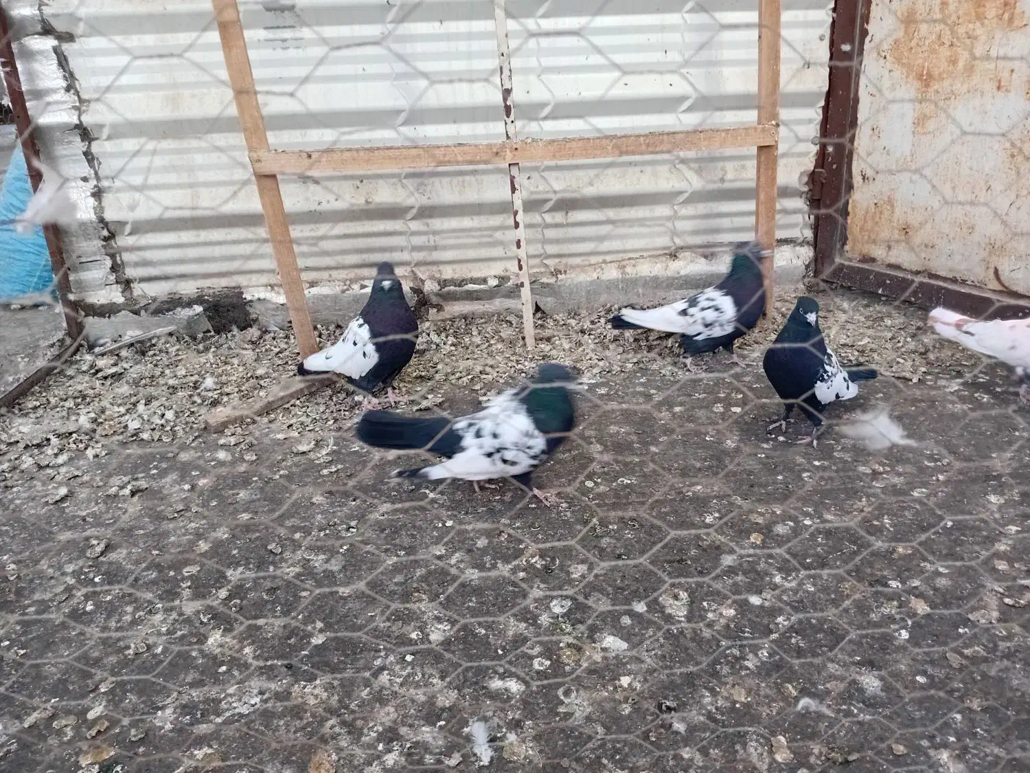 کبوتر سینه سیاه|پرنده|چناران, |دیوار