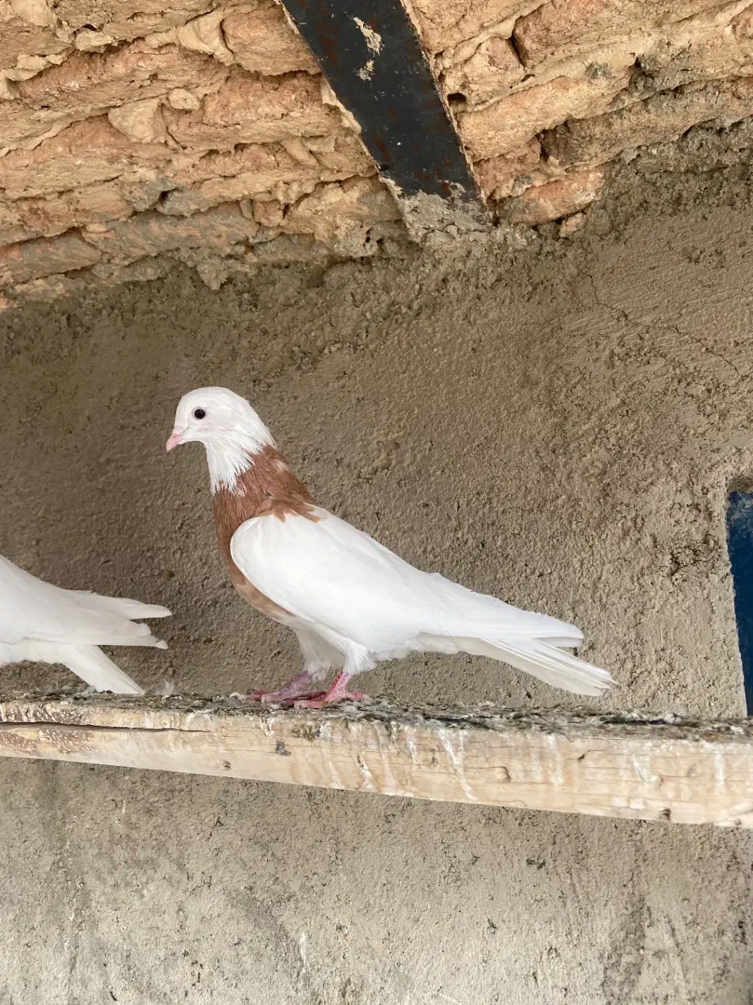 طوقی زرد|پرنده|بهار, |دیوار