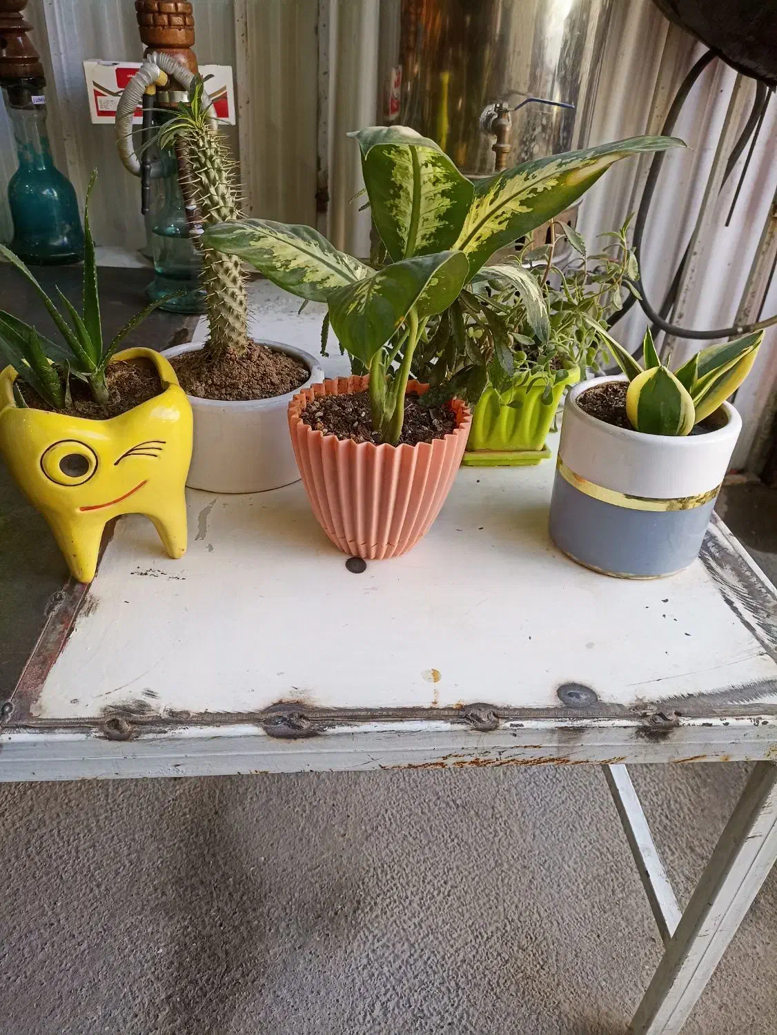 گل های اپارتمانی|گل و گیاه طبیعی|کرمانشاه, |دیوار