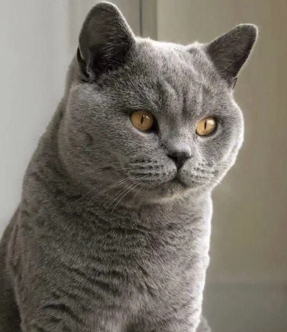 گربه|گربه|قروه, |دیوار