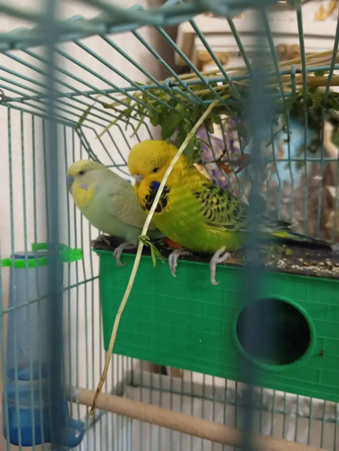 جفت مرغ عشق انگلیسی|پرنده|اندیشه, اندیشه فاز ۲|دیوار