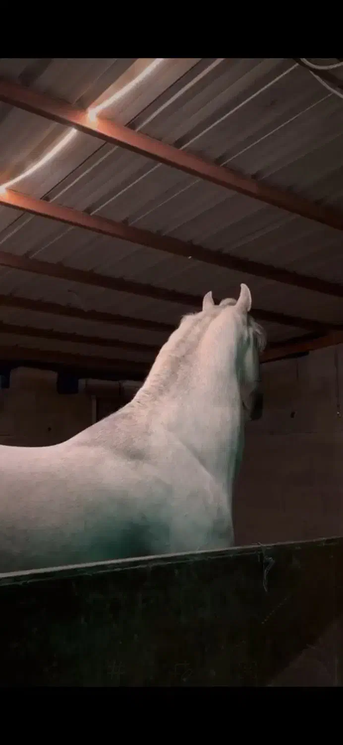 مشاوره|اسب و تجهیزات اسبسواری|بروجرد, |دیوار