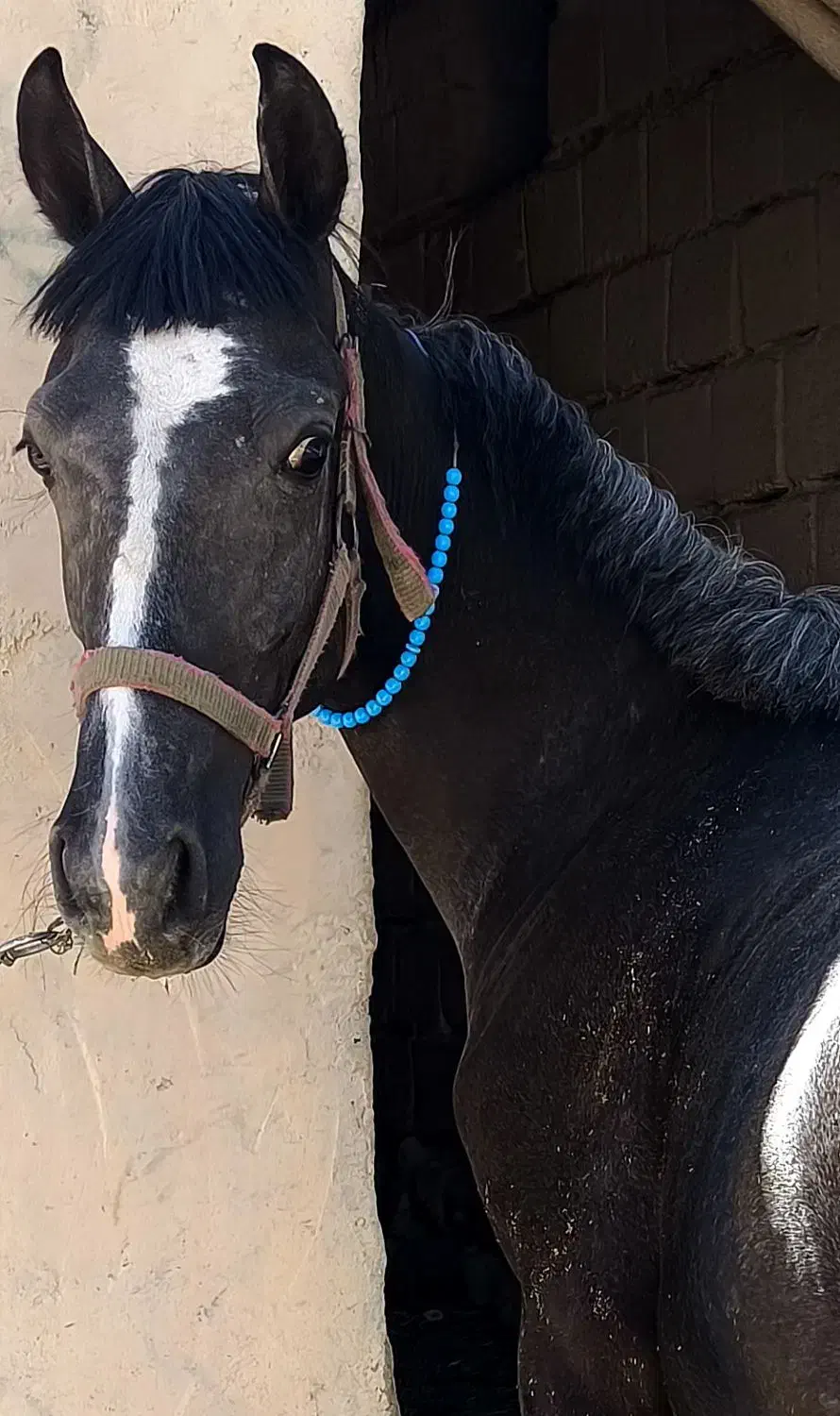 کره اسب شجره داره|اسب و تجهیزات اسبسواری|کرمانشاه, |دیوار