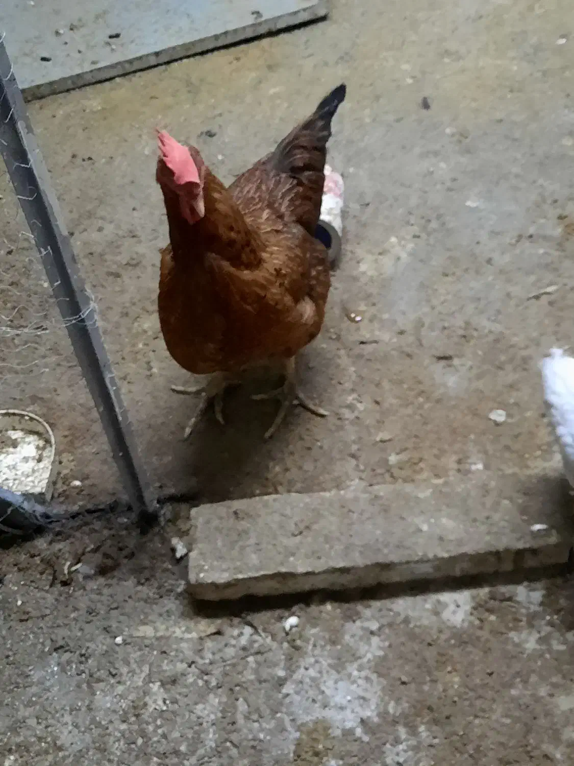 مرغ و جوجه محلی|حیوانات مزرعه|جم, |دیوار