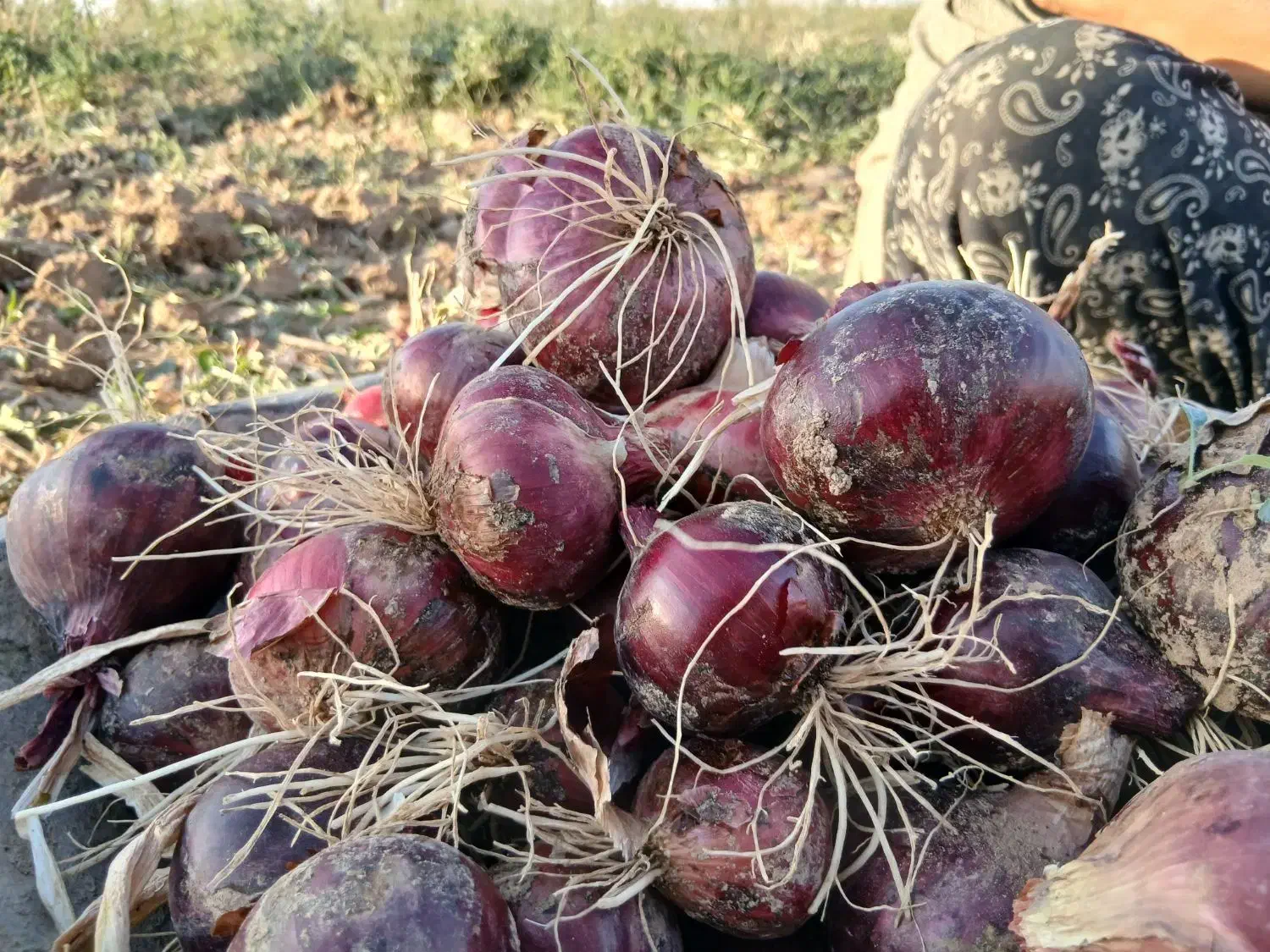 پیاز قرمز تبریز|خوردنی و آشامیدنی|دشتابی, |دیوار