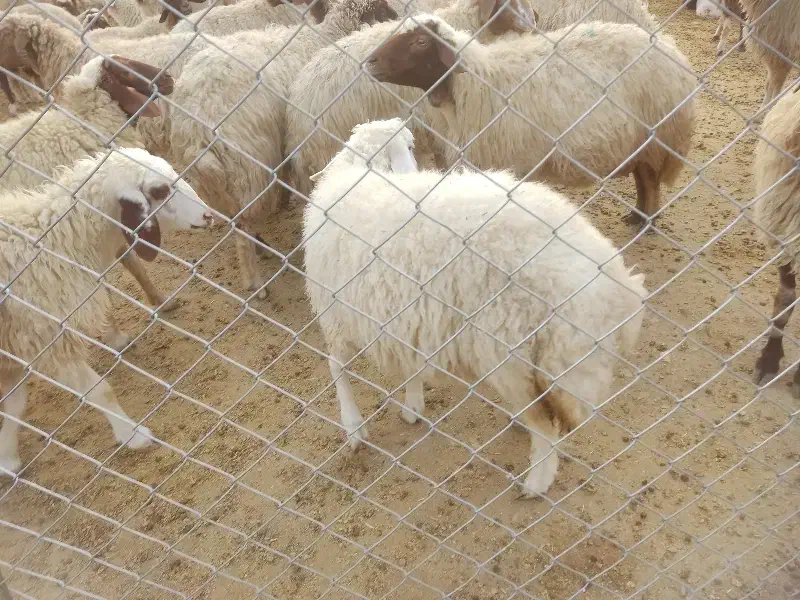 بره‌شیری‌درجه‌یک|حیوانات مزرعه|آبدانان, |دیوار