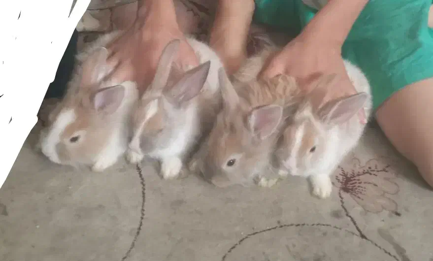 خرگوش زیباودوست داشتنی اسراییلی|موش و خرگوش|شیراز, جوادیه|دیوار