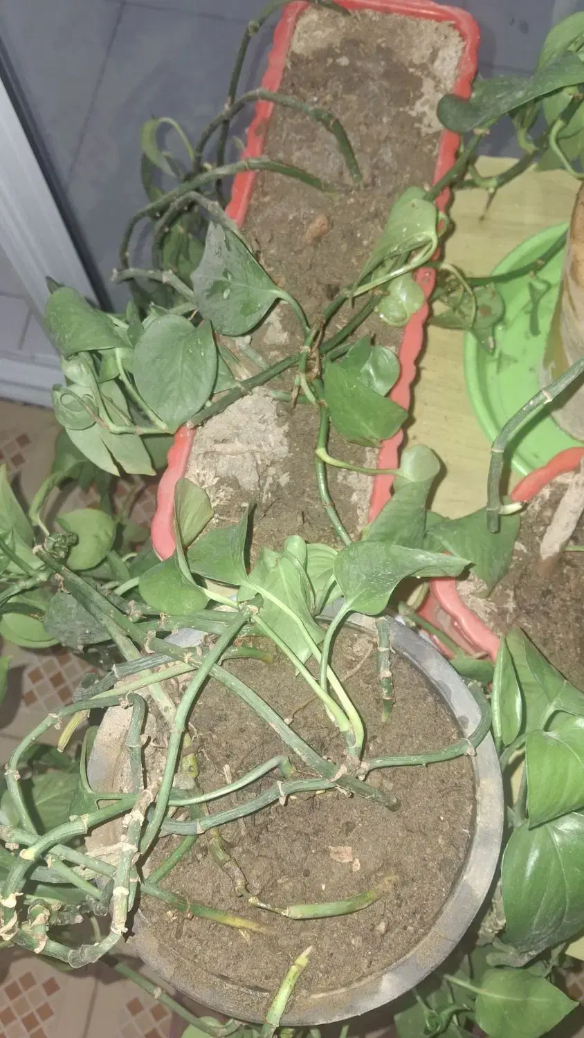 گیاه پتوس|گل و گیاه طبیعی|لنجان, |دیوار