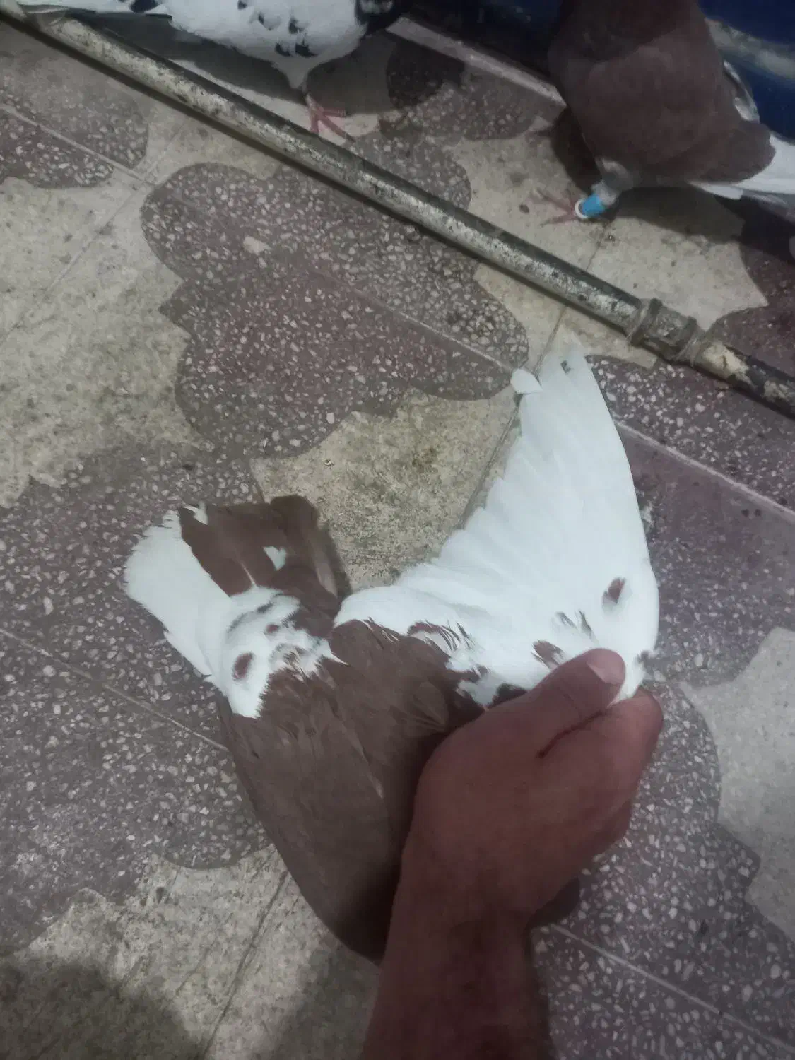 کبوتر|پرنده|شیراز, کوشک میدان|دیوار