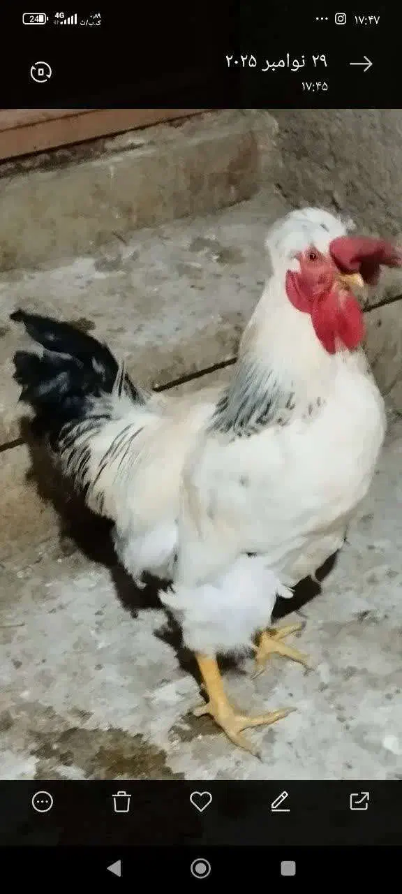 ی عدد خروس سفید محلی|حیوانات مزرعه|شاهرود, |دیوار