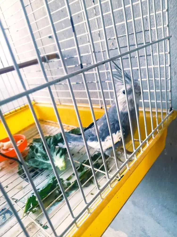 فروش عروس هلندی خانگی|پرنده|نوشهر, |دیوار