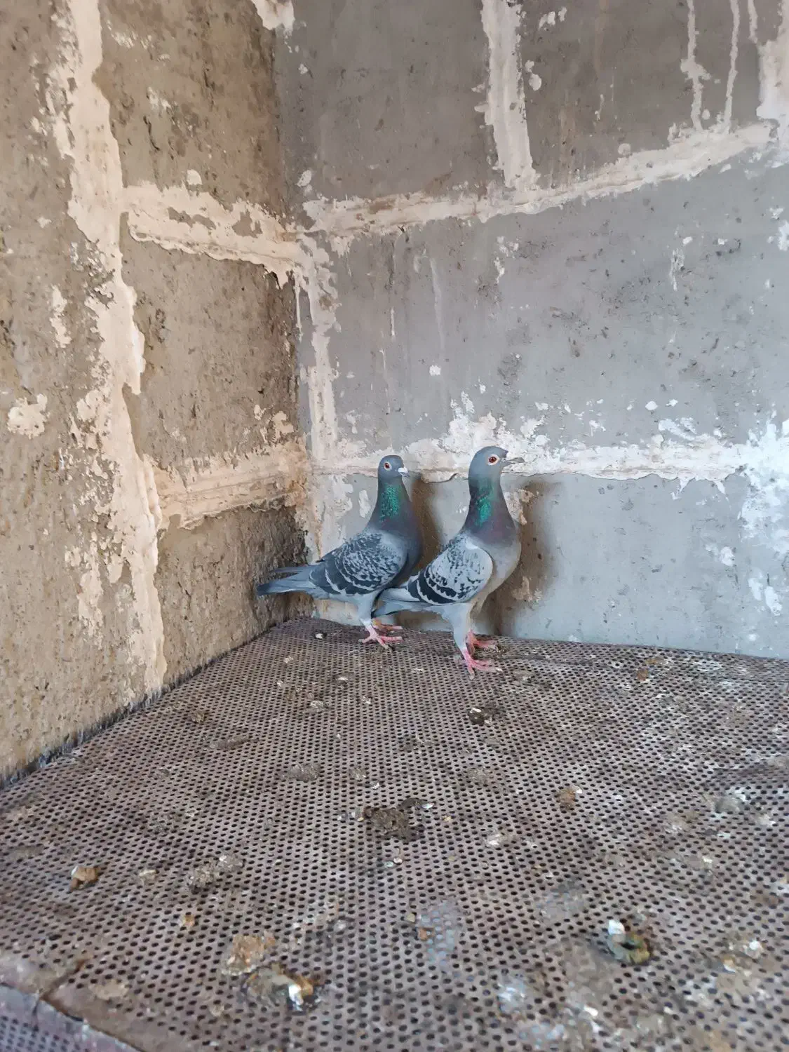 کبوتر مگس ضمانتی|پرنده|هامون, |دیوار