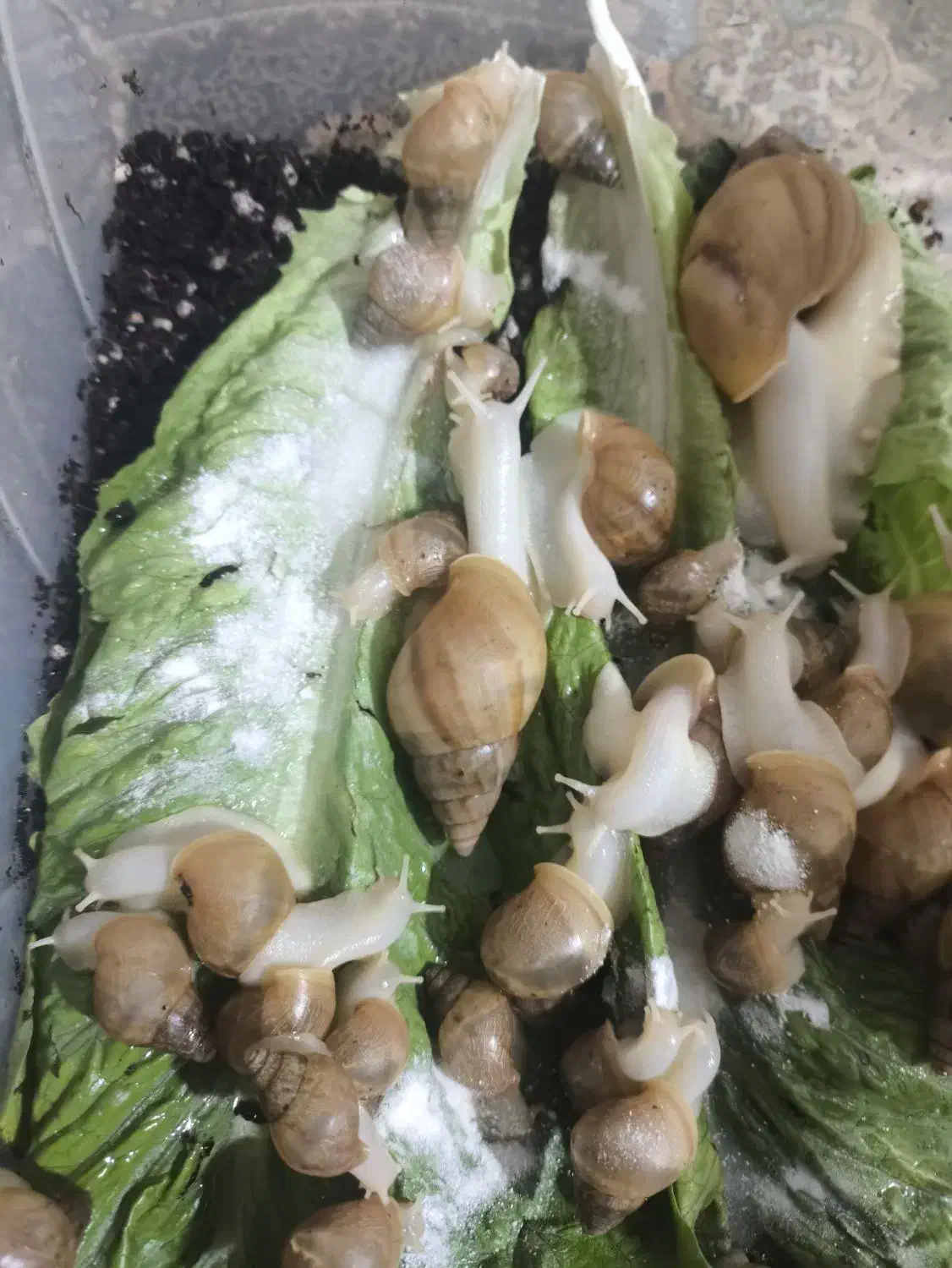 حلزون|خزنده|محمدیه-قزوین, |دیوار