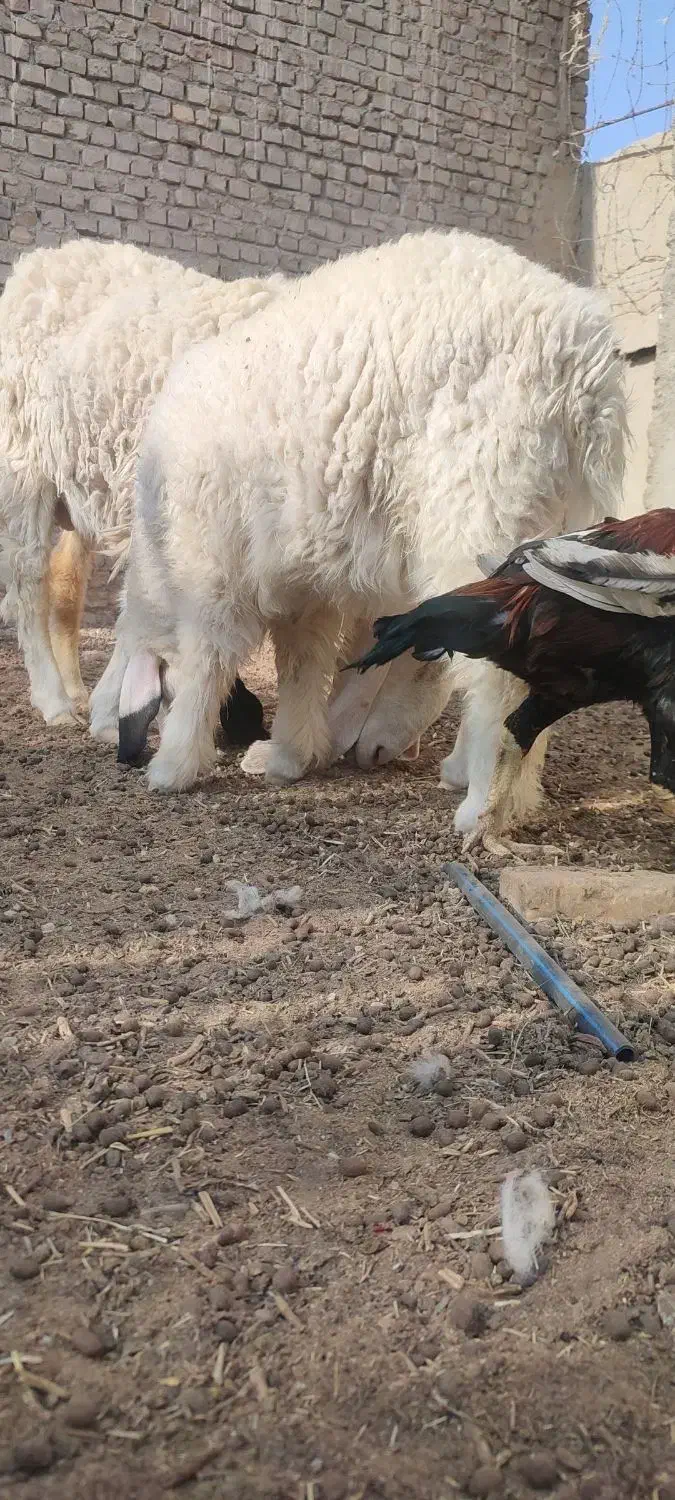 گوسفند ماده آبست ویک بره کابور|حیوانات مزرعه|زابل, |دیوار