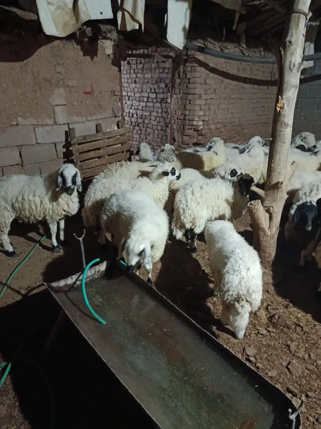 بره فروشی|حیوانات مزرعه|رفسنجان, |دیوار