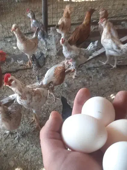 خلنگ وجوجه خروس محلی وگلین وتخم مرغ|حیوانات مزرعه|فسا, |دیوار