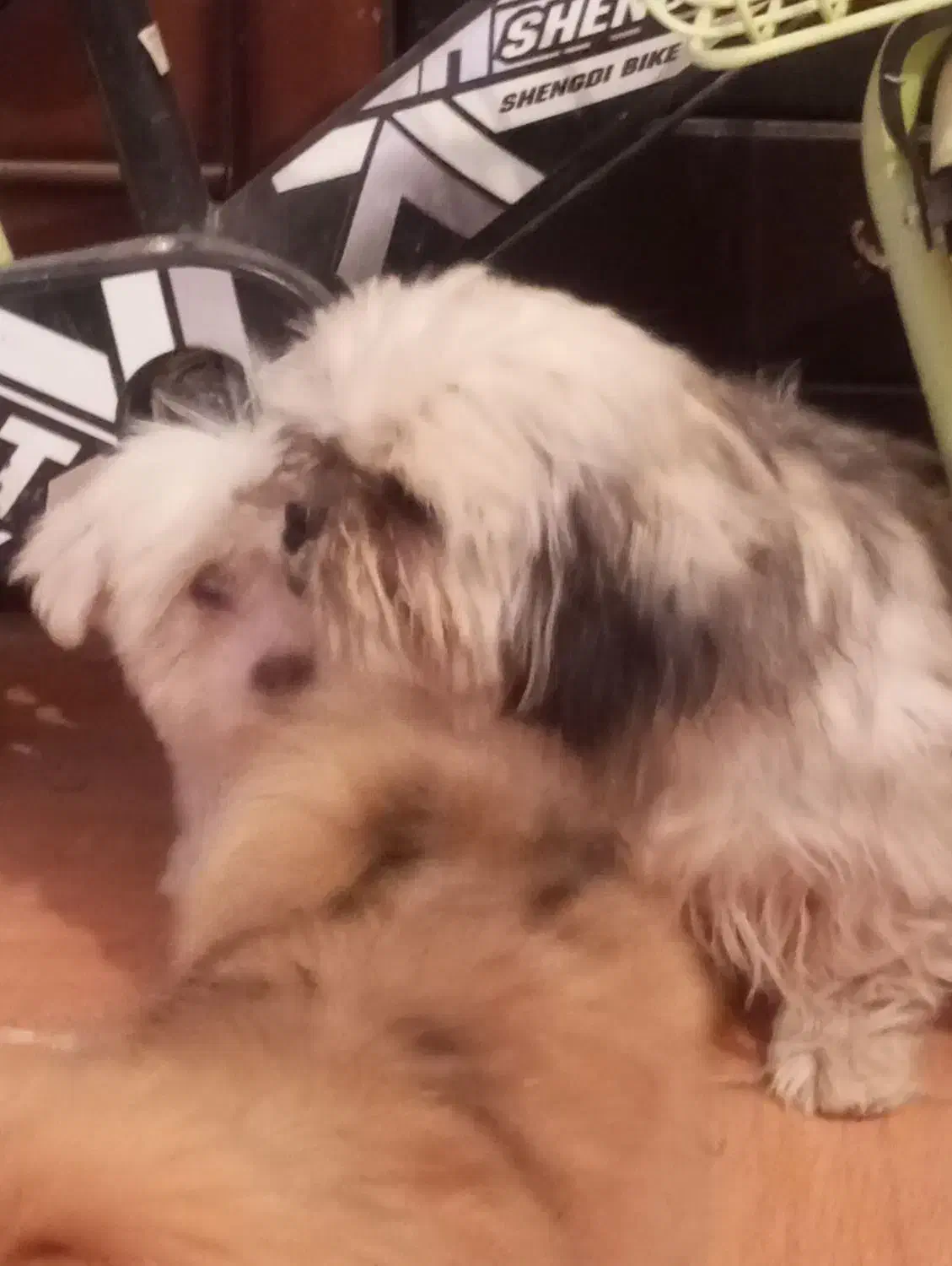 سگ ماده شیتزو|سگ|کرمان, |دیوار