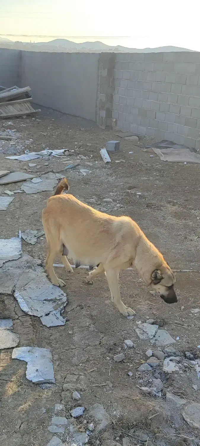 گمشده|حیوانات|اهر, |دیوار