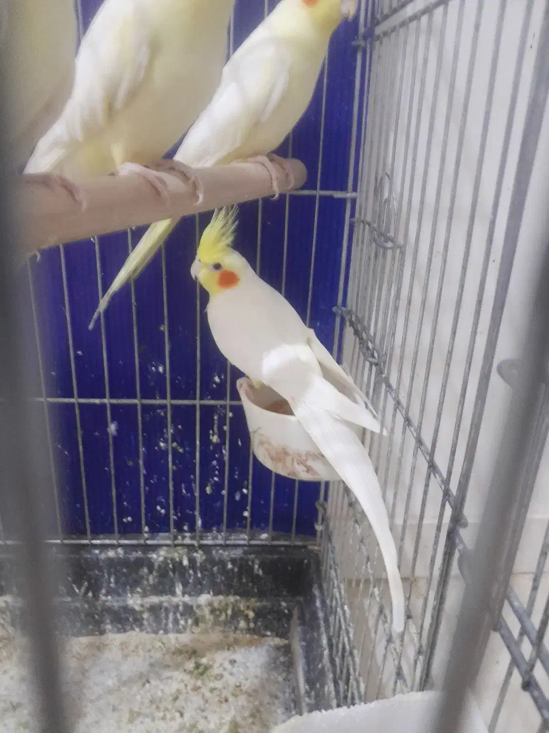 عروس هلندی|پرنده|اهواز, طالقانی|دیوار