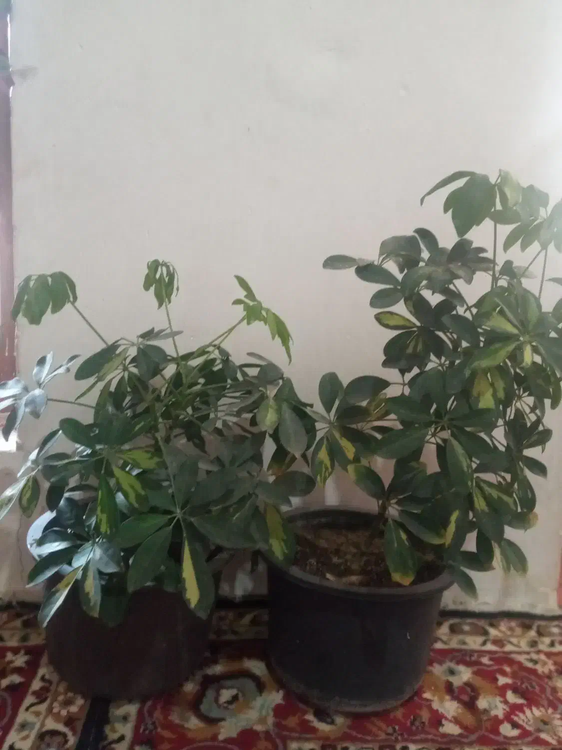 گل های فروشی با قیمت مناسب|گل و گیاه طبیعی|مرند, |دیوار