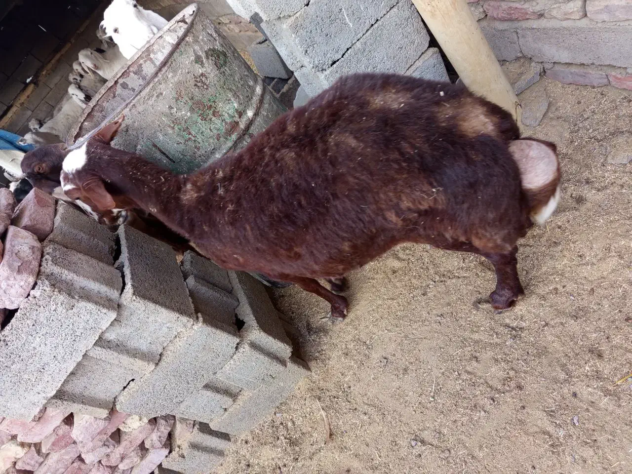 میش|حیوانات مزرعه|زاهدان, |دیوار