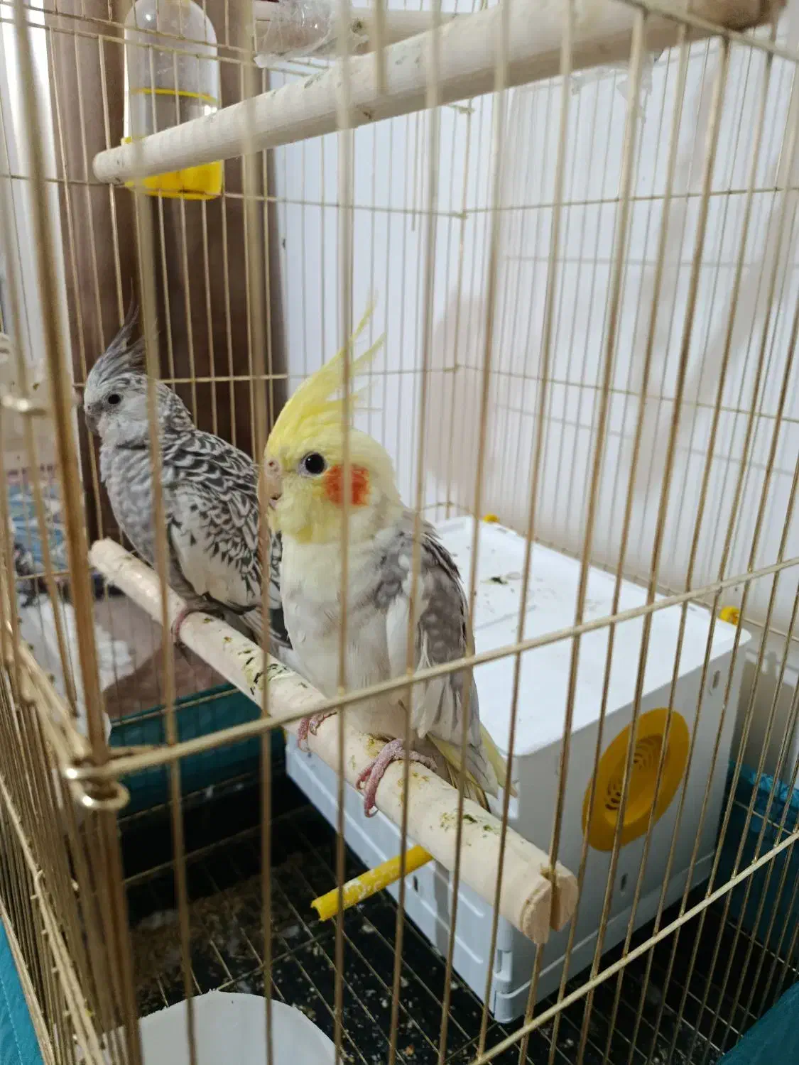 عروس هلندی|پرنده|بشاریات, |دیوار