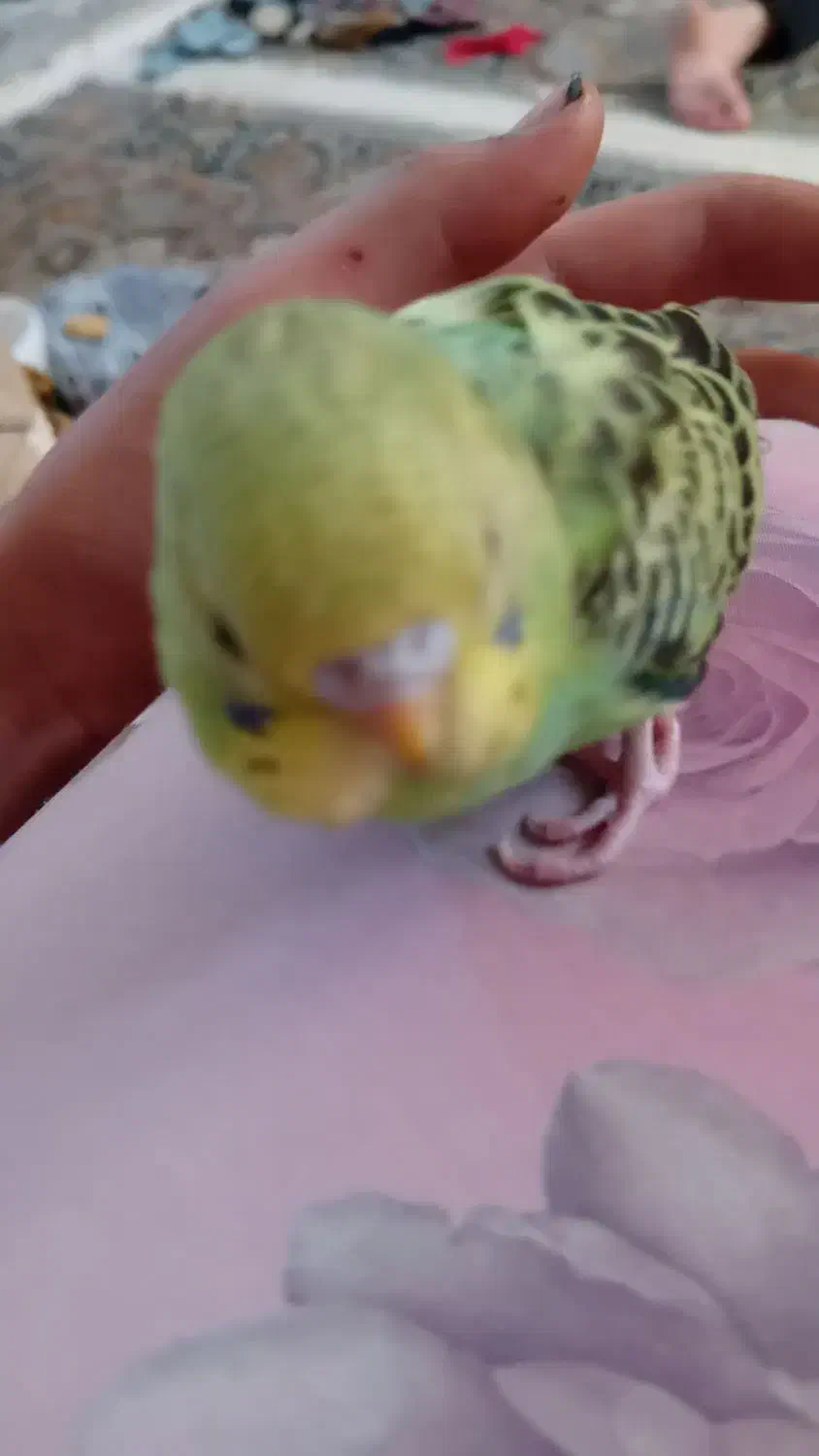 مرغ عشق|پرنده|تبریز, |دیوار