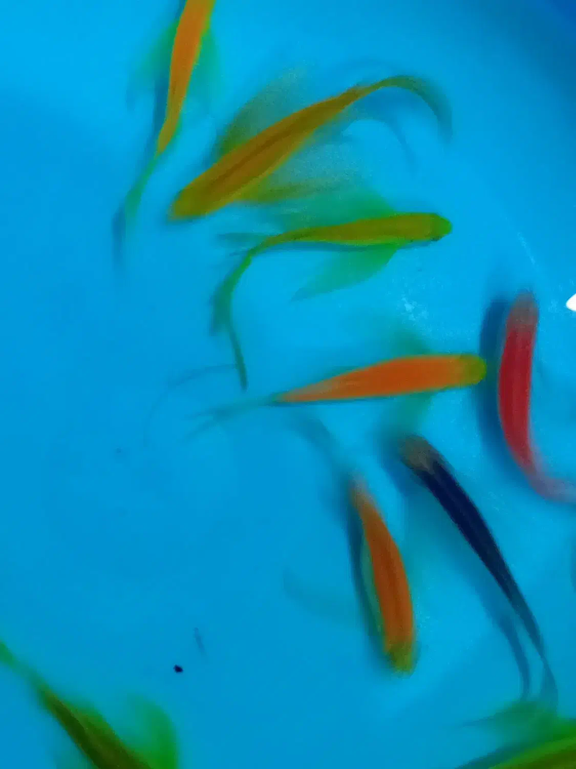 فروش ماهی گیاهخوار|ماهی|مشهد, گوهرشاد|دیوار