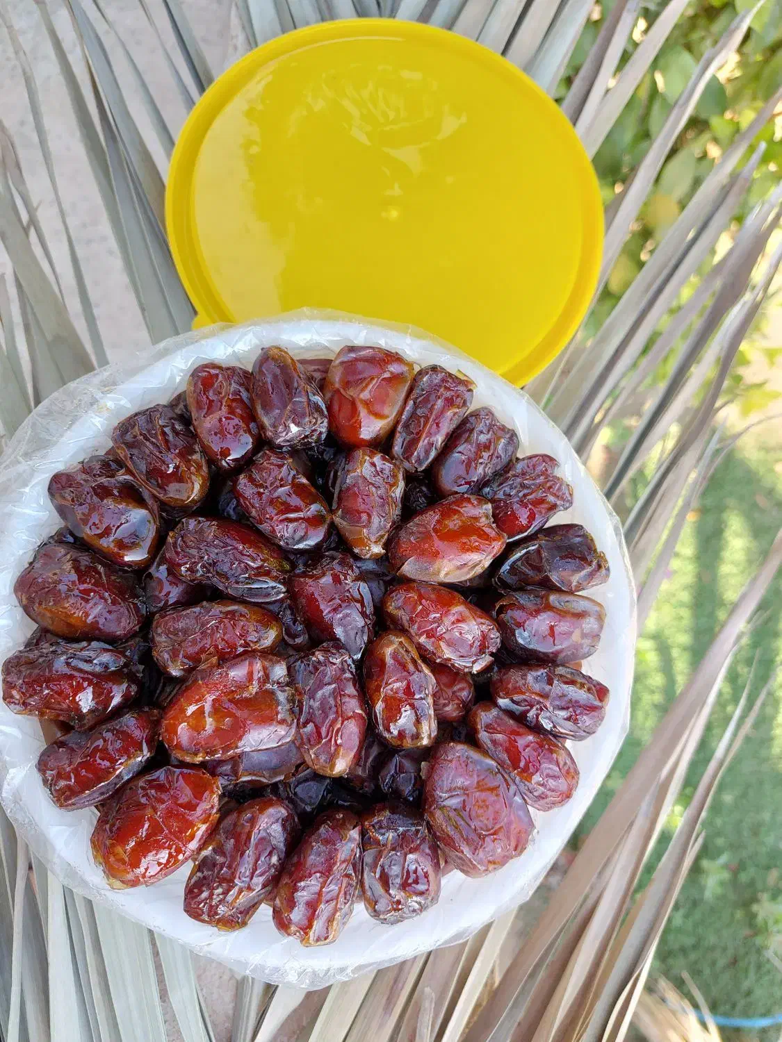 خرما کبکاب دستچین شده دشتستان|خوردنی و آشامیدنی|تهران, زعفرانیه|دیوار