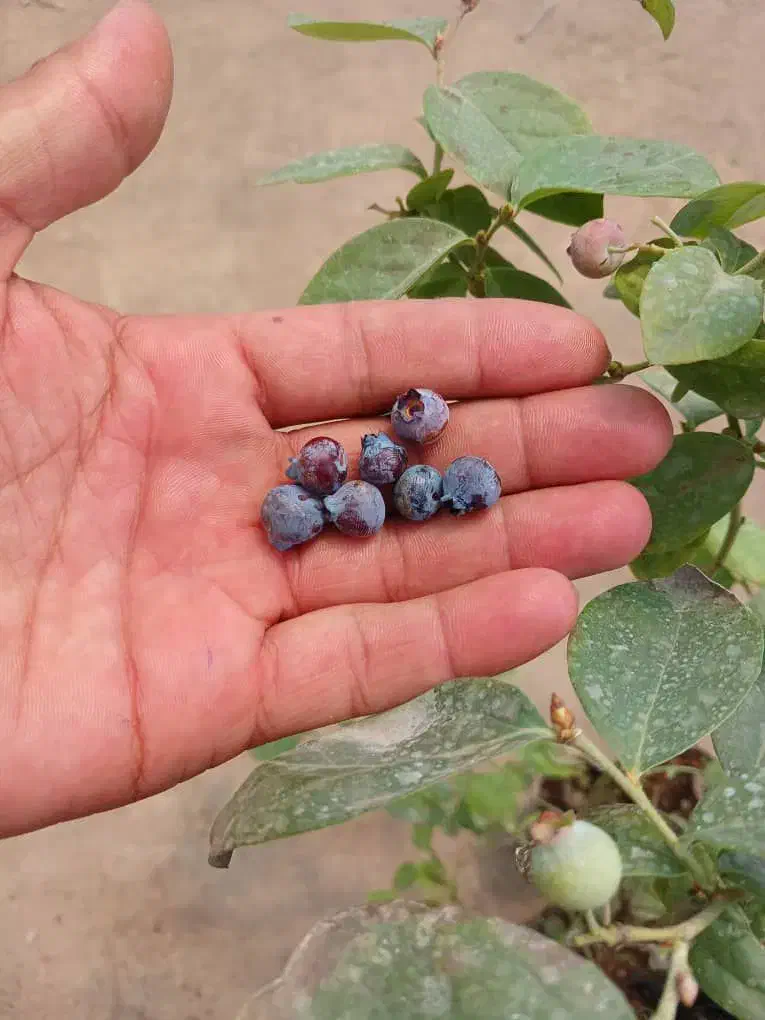 فروش نهال بلوبری درجه یک|خدمات باغبانی و درختکاری|رامسر, |دیوار