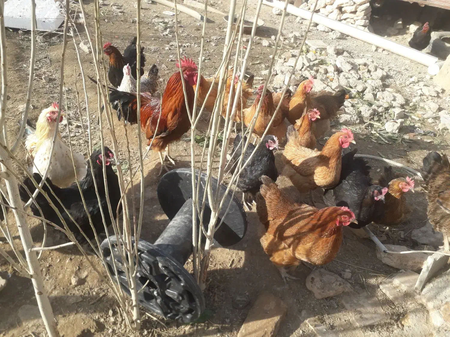 مرغ تخمگذار جوان وسرحال|حیوانات مزرعه|دهگلان, |دیوار